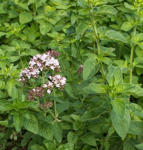 500 Italian Oregano Seeds Culinary Herb