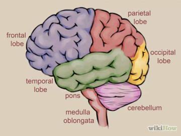 How to Draw a Brain | Brain drawing, Brain anatomy, Brain models