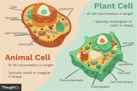 Differences Between Plant and Animal Cells | Animal cell, Plant cell diagram, Plant cell