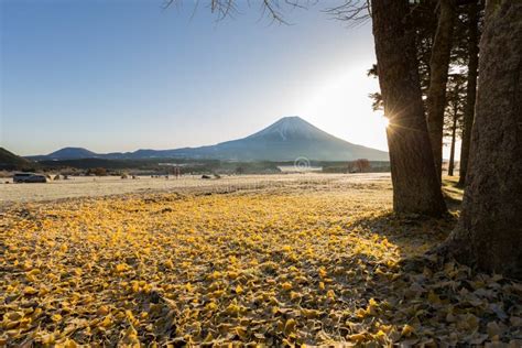 Mount Fuji Sunrise stock image. Image of ginkgo, majestic - 85754269