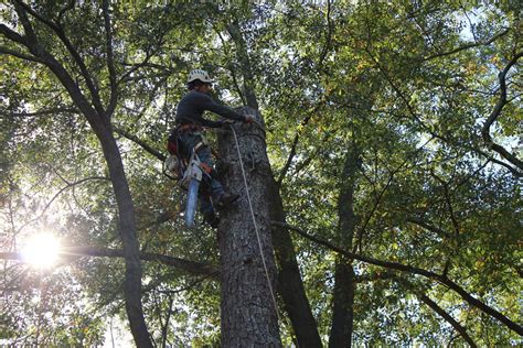 How To Remove Moss From Trees? - Quick Methods