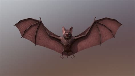 Bat - 3D model by TelergyStudio (@lucaoshrs) [909d2cf] - Sketchfab