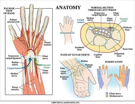 Anatomy Of The Human Wrist | MedicineBTG.com