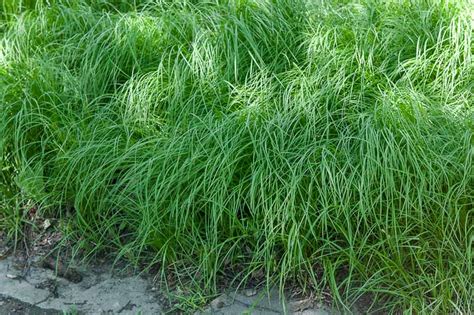 Carex pensylvanica (Pennsylvania Sedge)