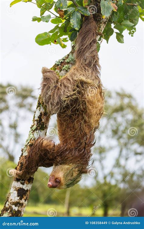 Sloth stock image. Image of stare, costarica, slowsloth - 108358449