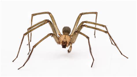 Spiders in Florida Series – Brown Recluse - Drive-Bye Pest Exterminators