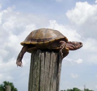 Turtle on a Fence Post-------------Your Friend 4 Life