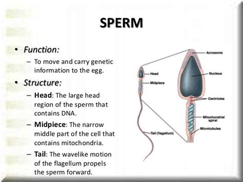 KIans blog: Sperm cells