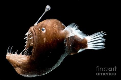 Humpback Anglerfish | Cartoon Network Animals Wiki | Fandom