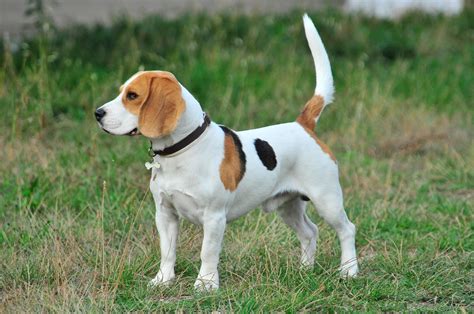 Common Beagle Tail Health Problems – Modern Beagle