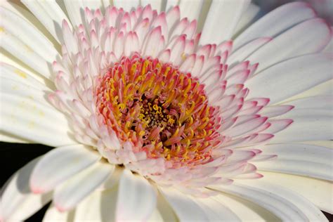 File:Gerbera bloom closeup02.jpg - Wikimedia Commons