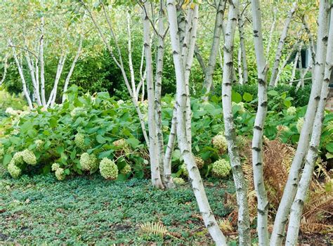 Birch Trees: Planting & Caring for Birches | Garden Design