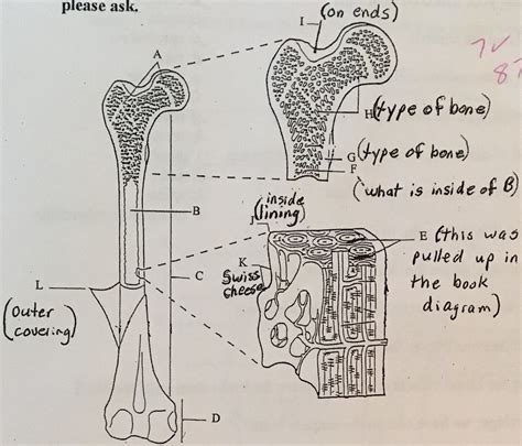 Anatomy - Bone structure diagram Diagram | Quizlet