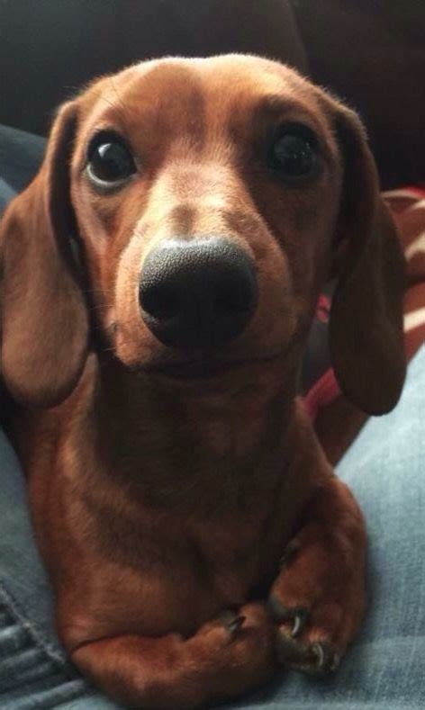 81 best Baby Weiner dogs images on Pinterest | Doggies, Sausages and Dachshund dog