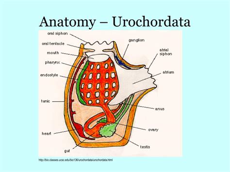 Urochordata Anatomy