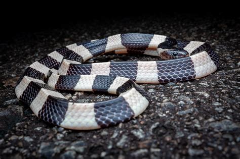 S'pore photographers spent nights on Pulau Ubin to find 'super rare ...