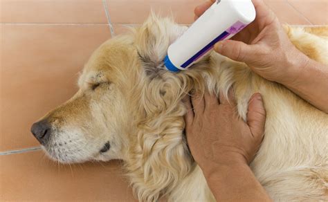 CLEANING DOGS EARS WITH SOLUTION - Canine Campus Dog Daycare & Boarding