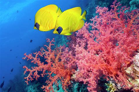 Coral Reef With Butterflyfish Photograph by Georgette Douwma - Pixels