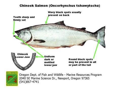 Ocean Salmon Identification