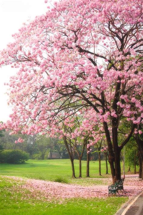 Tabebuia rosea .. stunning tree .. I planted one of these in my ...