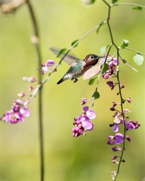 Cuban bee hummningbird - The appetite of this bird is the opposite of its size. This hummingbird ...