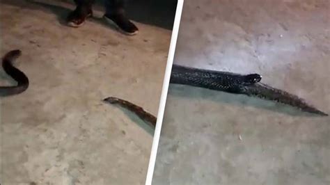 Horrendous moment cobra regurgitates entire snake after biting off more than it could chew