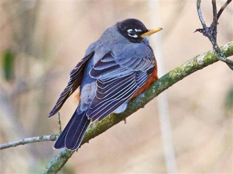 American Robin | Celebrate Urban Birds