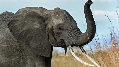 wallpaper elephant, tusks, trunk, africa, savanna HD : Widescreen ...