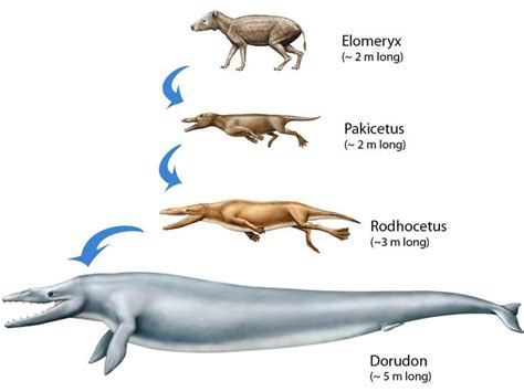 GIPSY ILUNGA _REFERENT 1_COURS 1_EVOLUTION | Whale, Prehistoric animals ...