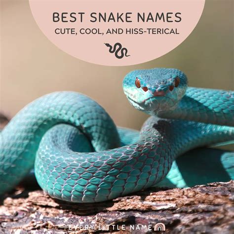 300+ Best Snake Names (Cute, Cool, and Hiss-terical) - Every Little Name