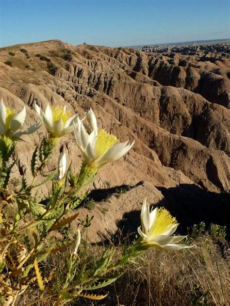 Badlands. | Badlands, Plants, Doves