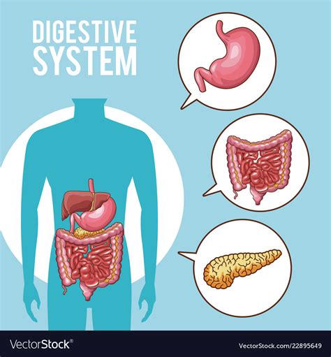 Digestive system poster Royalty Free Vector Image