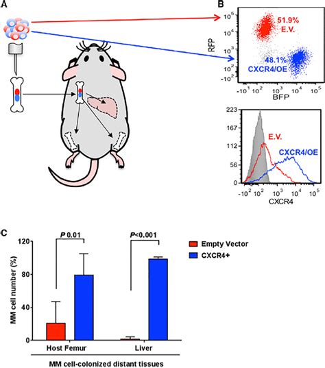 CXCR4 Overexpression Enhances MM Cell Ability to Disseminate to ...