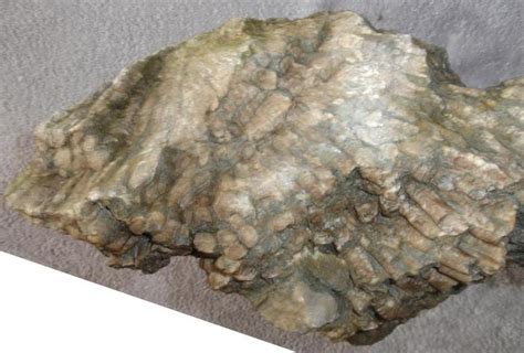 Fossil coral - Anthozoa hexagonaria - 36 cm - Catawiki