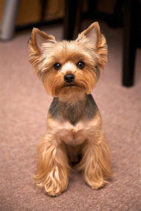 12 Realities New Yorkie Owners Must Accept