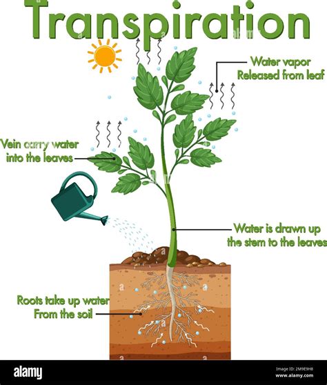 Diagram showing plant transpiration illustration Stock Vector Image & Art - Alamy