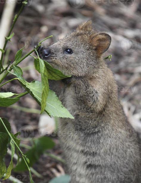 Quokka eating leaves 841945 Stock Photo at Vecteezy