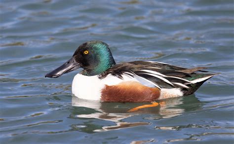 _M9A2175-Northern Shoveler male-Kennedy Park-Tucson AZ 011… | Flickr