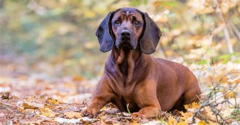 Bavarian Mountain Hound Dog Breed Complete Guide | AZ Animals