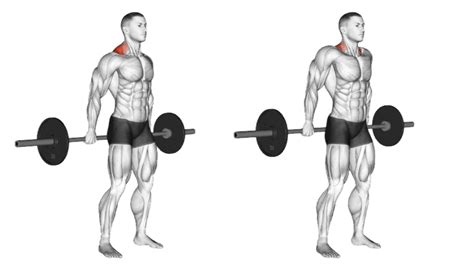 What Muscle Groups Do Shoulder Shrugs Work at Terry Wray blog