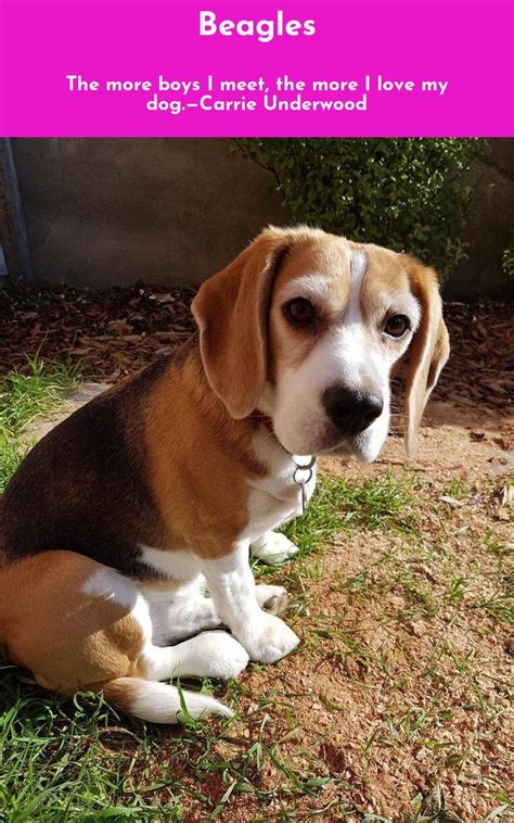 Read information on Beagles #Beagles Just click on the link to read more... | Cute beagles ...