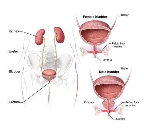 Urinary System | An illustration of the male and female huma… | Flickr