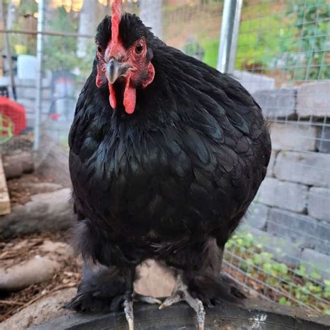 Cochin Chicken: Eggs, Height, Size and Raising Tips