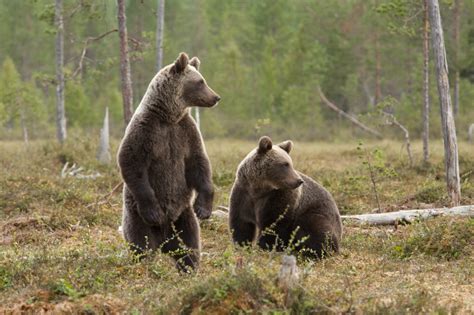 East Siberian brown bear – Bear Conservation