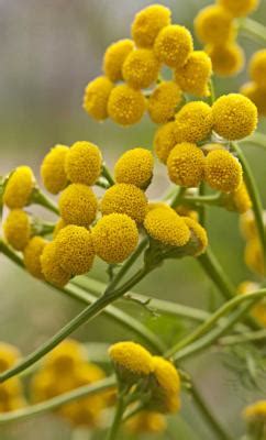 Backyard Patch Herbal Blog: Tansy - Herb of the Week