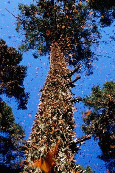 Flying south for winter: the Monarch butterfly migration - Photo 1