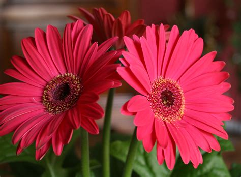 How to make cut gerbera daisies last longer - Flower Press