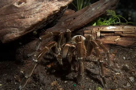 Goliath Bird Eating Tarantula (Theraphosa blondi) - Tarantula Friendly