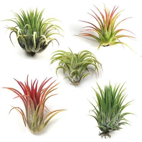 Amazon.com : Air Plant Shop's Tillandsia Ionantha - 5 Pack - Free PDF Air Plant Care eBook with ...