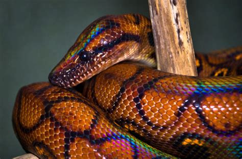 Top 10 most colorful snakes | paradoxoff